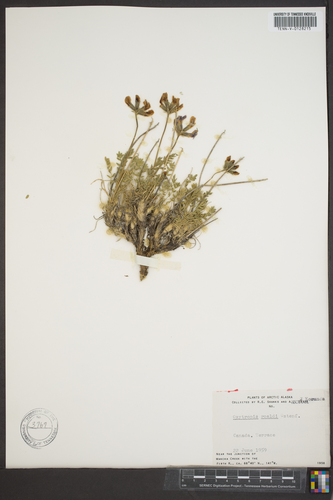 Oxytropis roaldii image