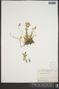 Oxytropis roaldii image