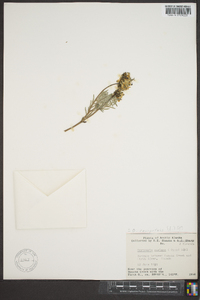 Oxytropis varians image