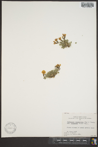 Image of Oxytropis pygmaea