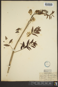 Glycyrrhiza lepidota image