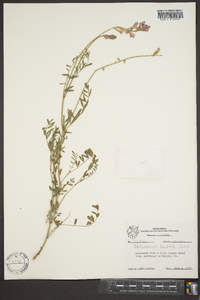 Hedysarum boreale image