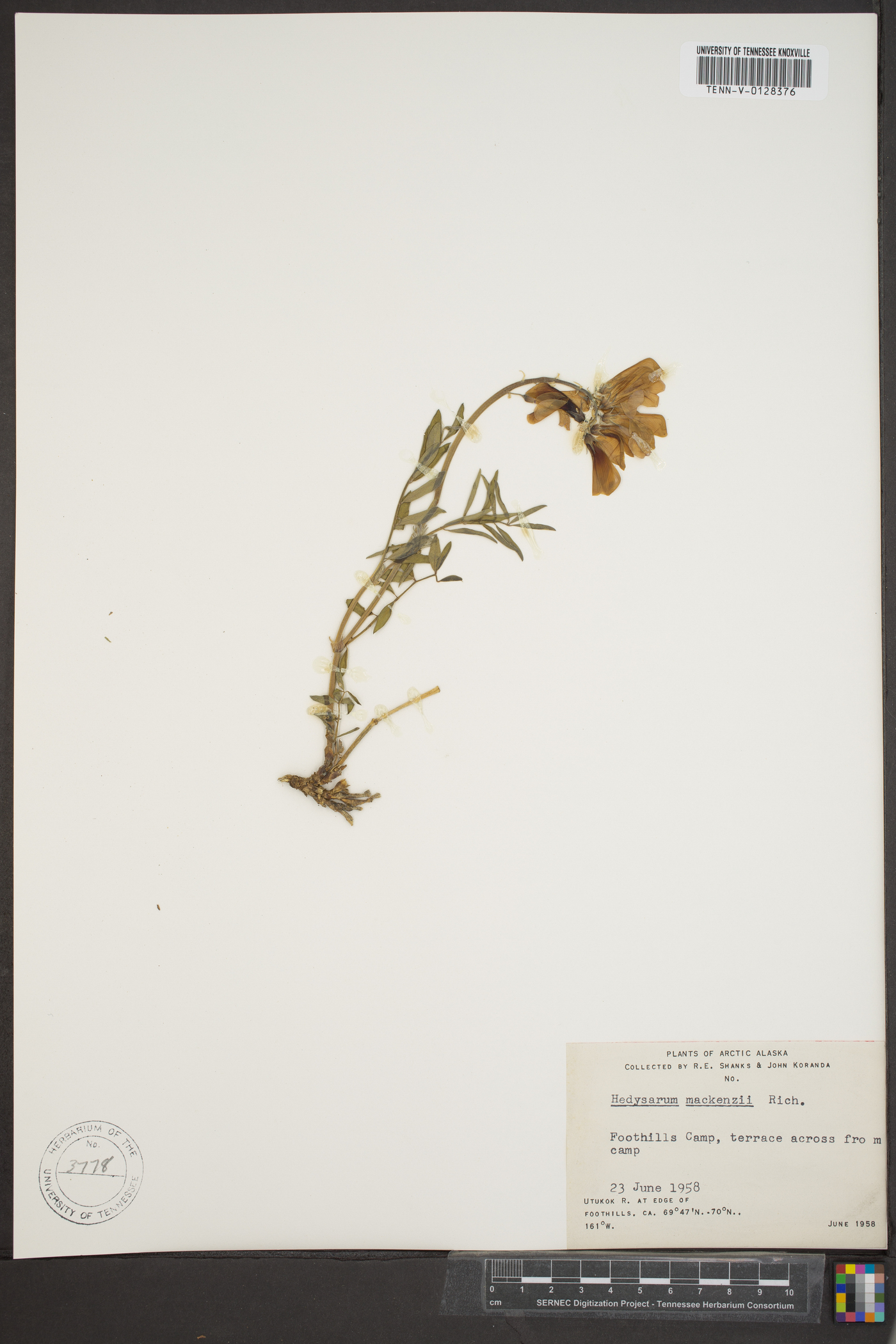 Hedysarum mackenzii image