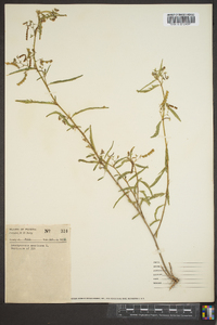 Aeschynomene americana image