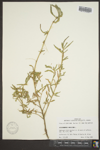 Aeschynomene americana image