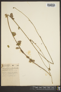 Chapmannia floridana image