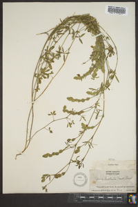 Zornia bracteata image