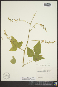 Desmodium canescens image