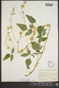 Desmodium canescens image