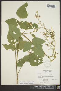 Desmodium canescens image