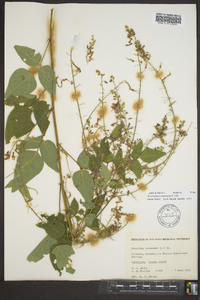 Desmodium canescens image