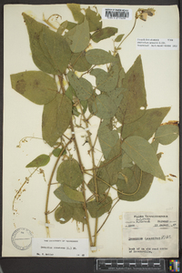 Desmodium canescens image