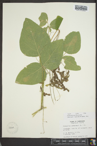 Desmodium canescens image