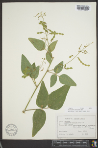 Desmodium canescens image