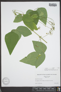 Desmodium canescens image