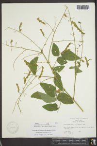 Desmodium canescens image