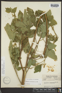 Desmodium canescens image