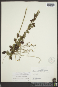 Desmodium ciliare image