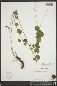 Desmodium ciliare image