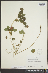 Desmodium ciliare image