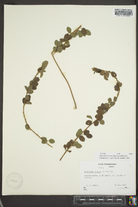 Desmodium ciliare image