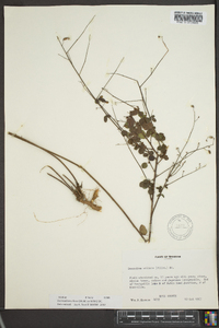 Desmodium ciliare image