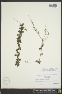 Desmodium ciliare image