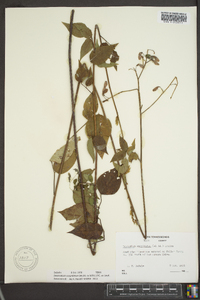 Desmodium cuspidatum image