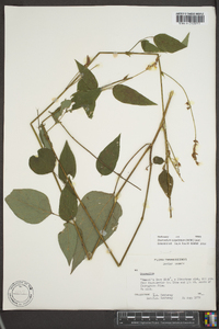 Desmodium cuspidatum image