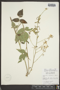 Desmodium cuspidatum image