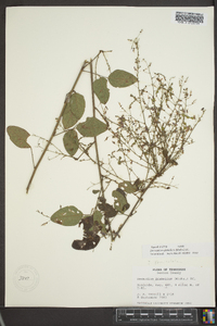 Desmodium glabellum image