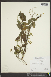 Desmodium glabellum image