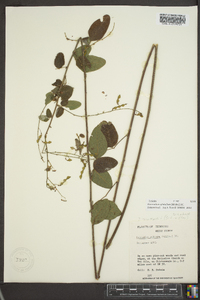 Desmodium glabellum image