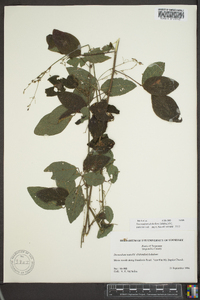 Desmodium glabellum image