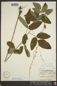 Desmodium glabellum image