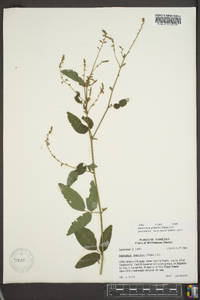 Desmodium glabellum image