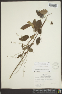 Desmodium laevigatum image