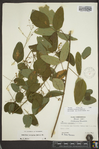 Desmodium laevigatum image