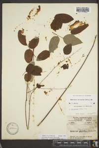 Desmodium laevigatum image