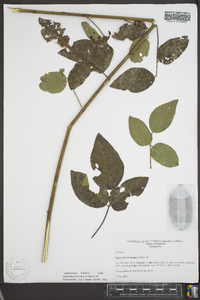 Desmodium laevigatum image