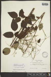 Desmodium laevigatum image