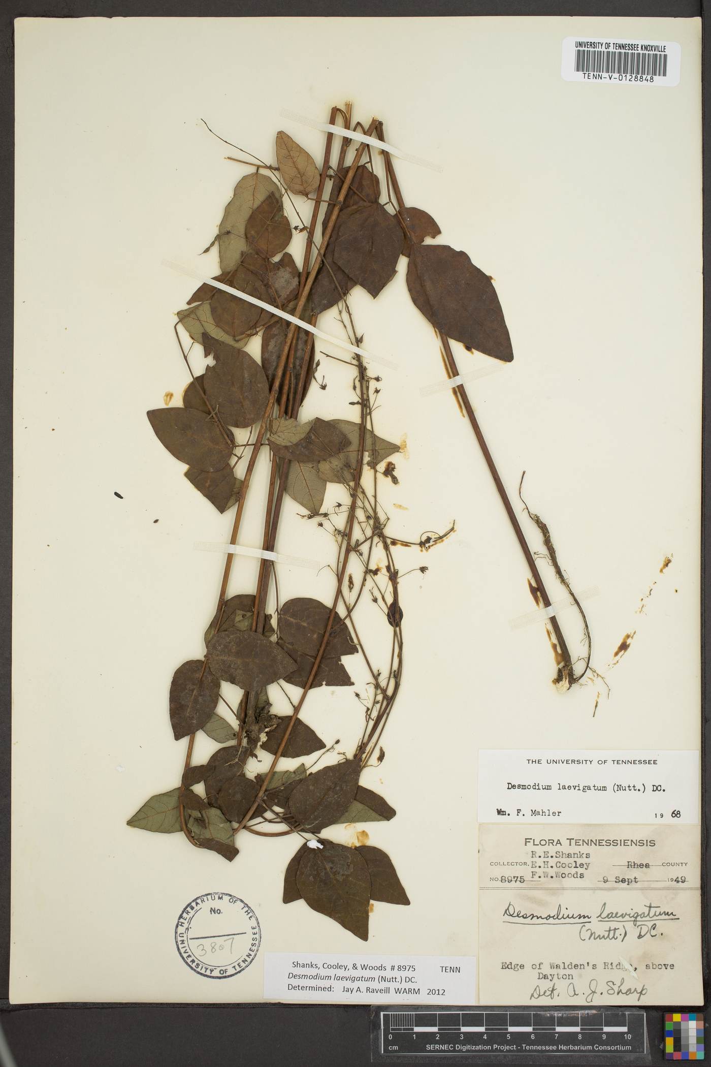 Desmodium laevigatum image