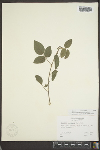 Desmodium laevigatum image