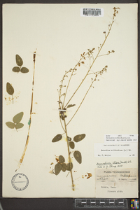 Desmodium marilandicum image