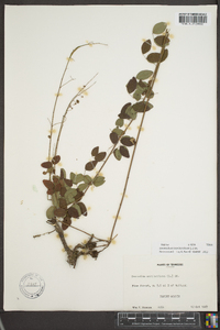 Desmodium marilandicum image