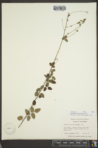 Desmodium marilandicum image