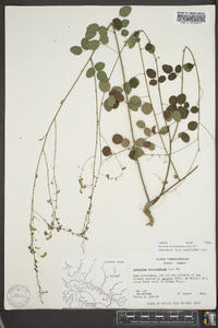 Desmodium marilandicum image