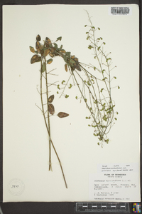 Desmodium marilandicum image