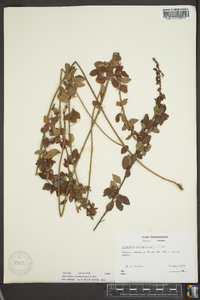 Desmodium marilandicum image