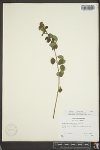 Desmodium marilandicum image